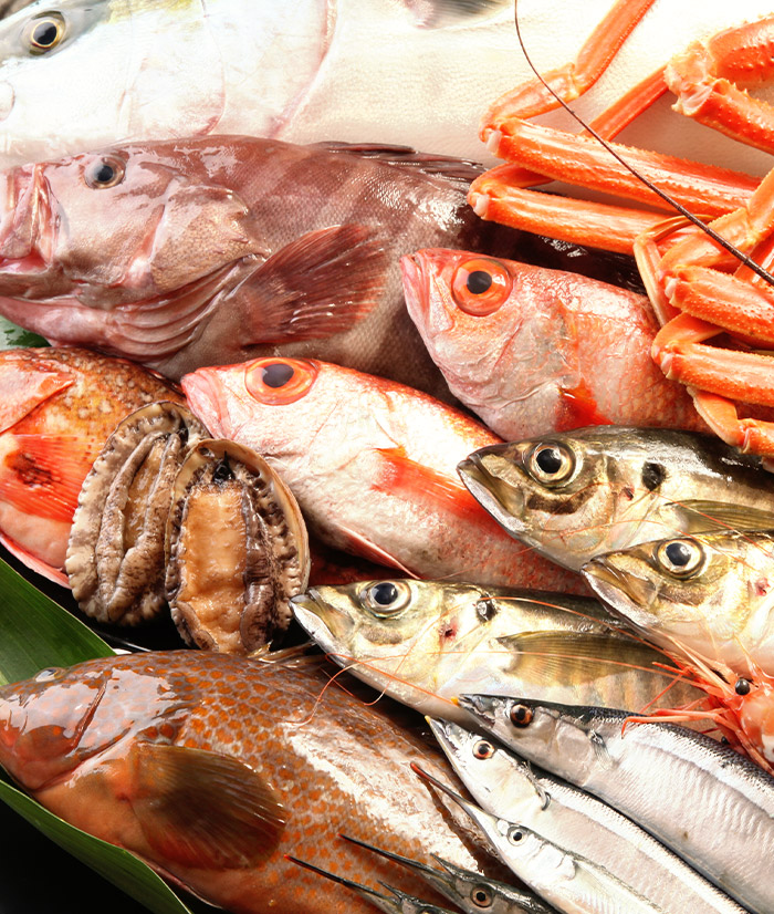 魚集合